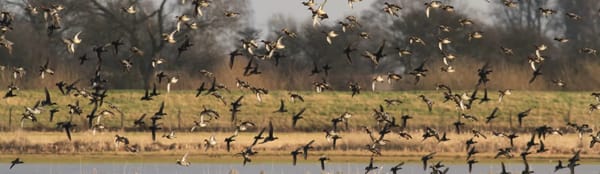 Wheldrake Ings Nature Reserve